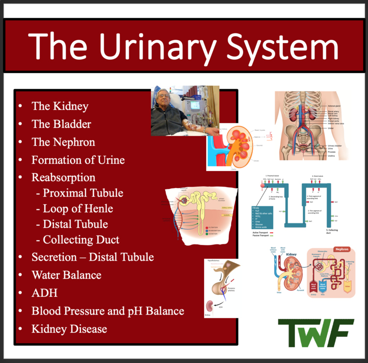 The Urinary System - Google Slides & Distance Learning Ready