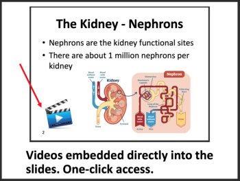 The Urinary System - Google Slides & Distance Learning Ready, image 2