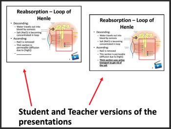 The Urinary System - Google Slides & Distance Learning Ready, image 3