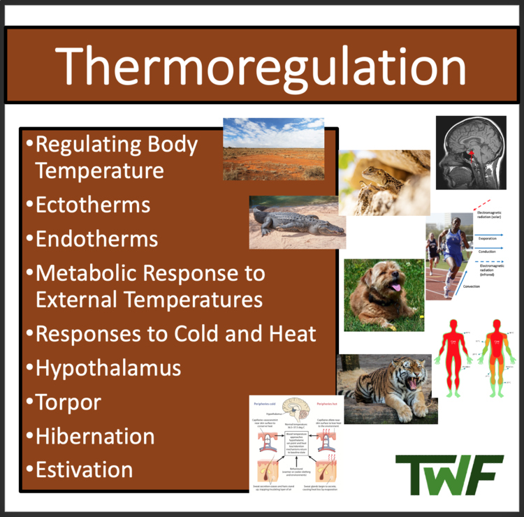 Thermoregulation - Google Slides & Distance Learning Ready