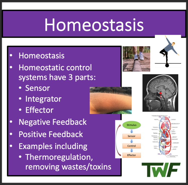 Homeostasis - Google Slides & Distance Learning Ready