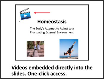 Homeostasis - Google Slides & Distance Learning Ready, image 2