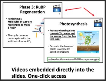 Photosynthesis - Comprehensive Senior Biology Resource- Google & Classroom Ready, image 2