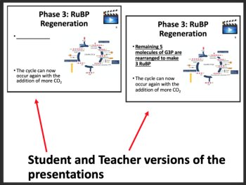 Photosynthesis - Comprehensive Senior Biology Resource- Google & Classroom Ready, image 3