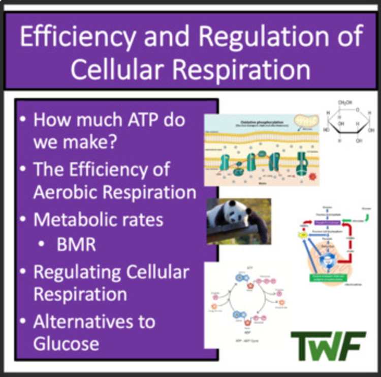 Efficiency and Regulation of Cellular Respiration - Google & Classroom Ready