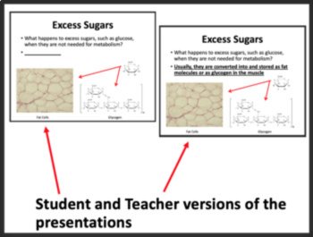 Efficiency and Regulation of Cellular Respiration - Google & Classroom Ready, image 2