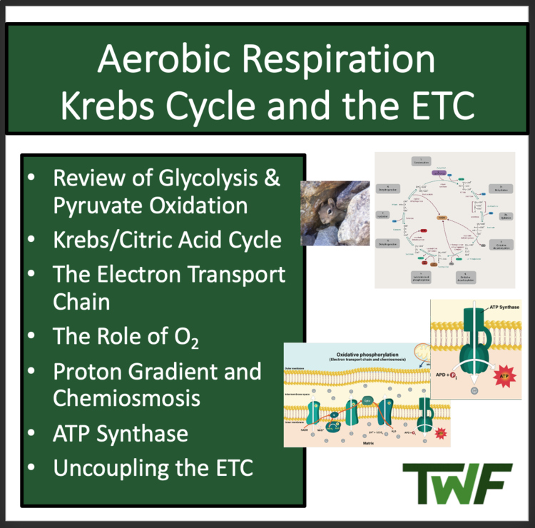 Krebs Cycle and the ETC - Aerobic Cellular Respiration -Google & Classroom Ready