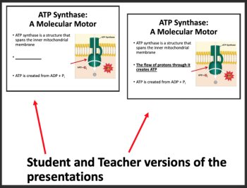 Krebs Cycle and the ETC - Aerobic Cellular Respiration -Google & Classroom Ready, image 2