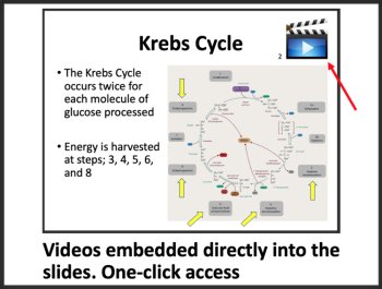 Krebs Cycle and the ETC - Aerobic Cellular Respiration -Google & Classroom Ready, image 3