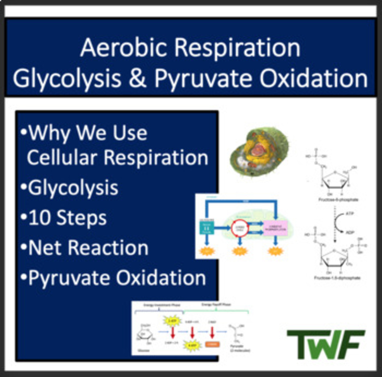 Glycolysis & Pyruvate Oxidation - Aerobic Respiration - Google & Classroom Ready