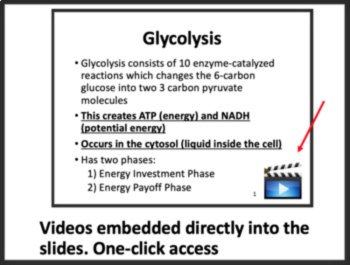 Glycolysis & Pyruvate Oxidation - Aerobic Respiration - Google & Classroom Ready, image 2