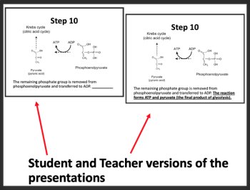 Glycolysis & Pyruvate Oxidation - Aerobic Respiration - Google & Classroom Ready, image 4