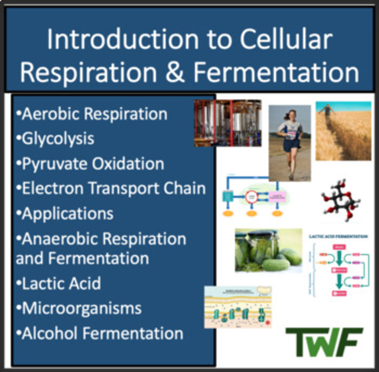 Introduction to Cellular Respiration & Fermentation - Google & Classroom Ready
