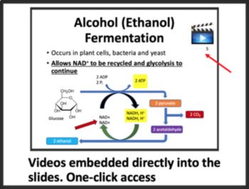 Introduction to Cellular Respiration & Fermentation - Google & Classroom Ready, image 2