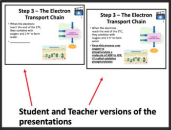 Introduction to Cellular Respiration & Fermentation - Google & Classroom Ready, image 3