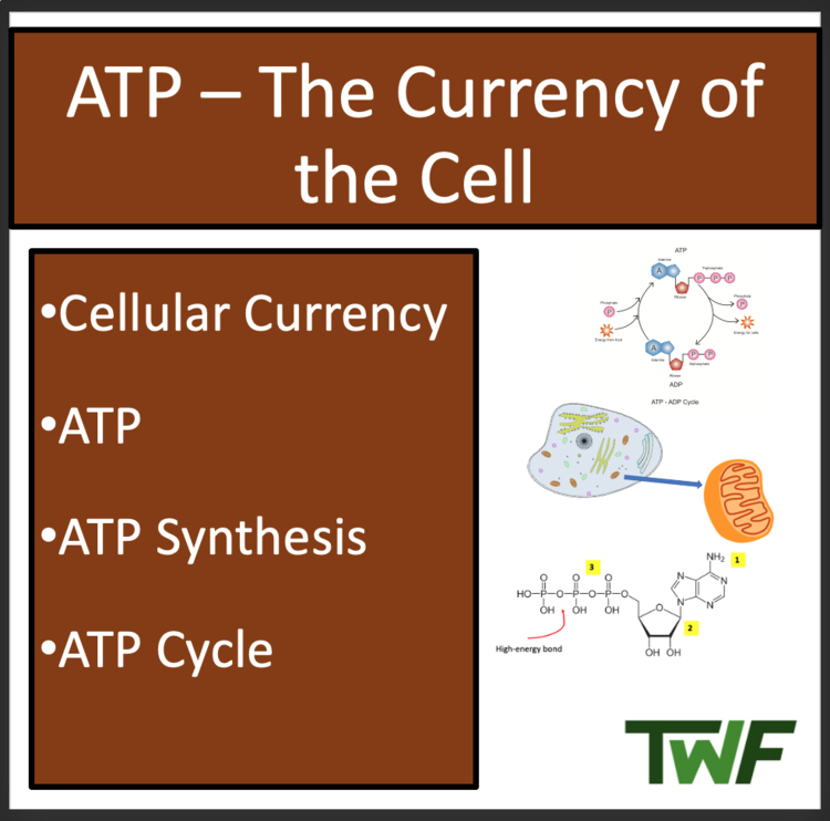 ATP - Energy Currency of the Cell Lesson | ATP Synthesis, ATP Cycle, Biology
