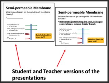 Cell Membrane and Transport - Google Slides and Distance Learning Ready, image 2
