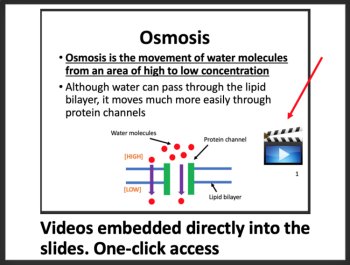 Cell Membrane and Transport - Google Slides and Distance Learning Ready, image 3