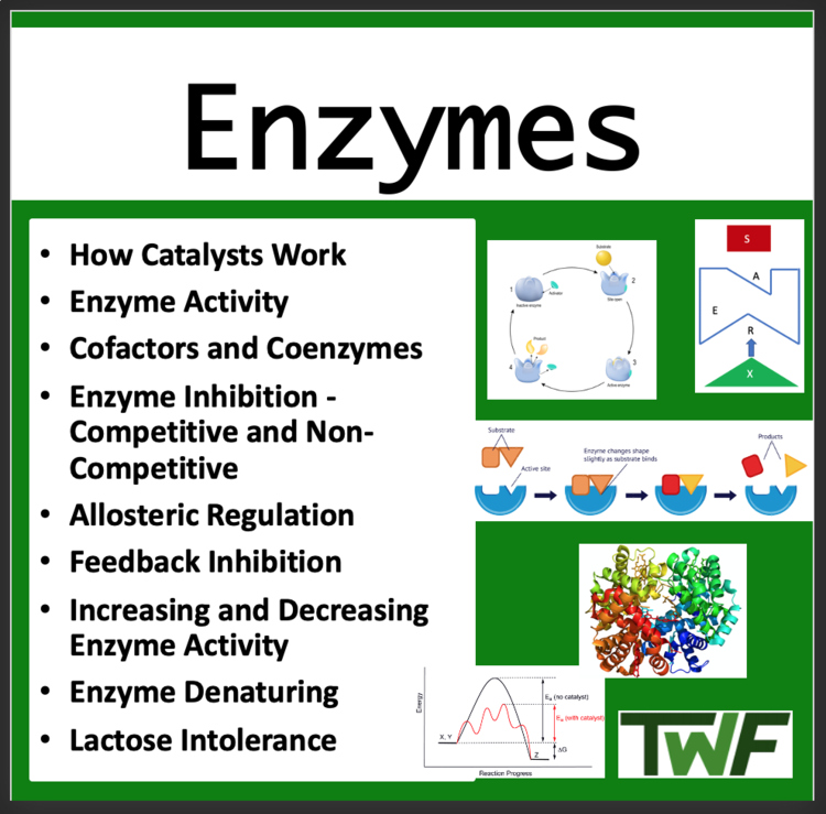 Enzymes Biology Lesson | Structure and Function of Enzymes, Cofactors & Coenzyme