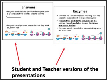 Enzymes Biology Lesson | Structure and Function of Enzymes, Cofactors & Coenzyme, image 3