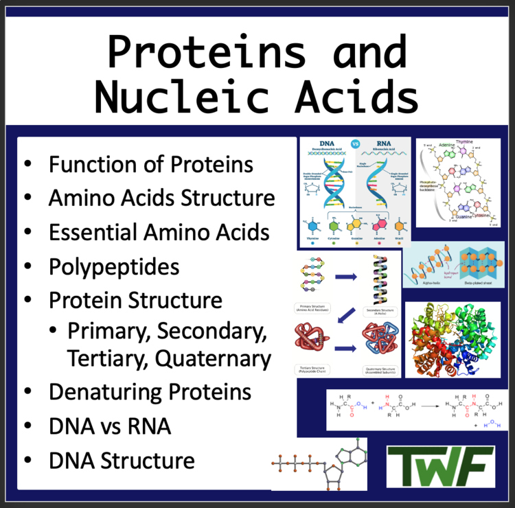 Proteins and Nucleic Acids Biology Lesson | Function of Proteins, Amino Acids