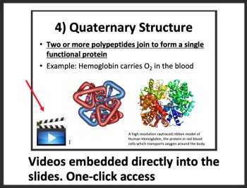 Proteins and Nucleic Acids Biology Lesson | Function of Proteins, Amino Acids, image 2