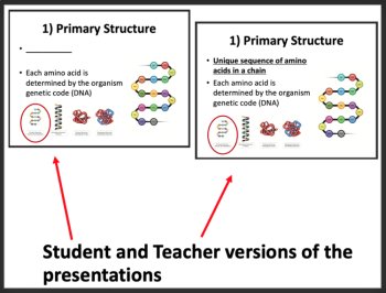 Proteins and Nucleic Acids Biology Lesson | Function of Proteins, Amino Acids, image 3