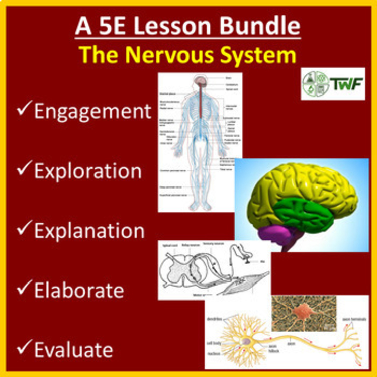 The Nervous System - 5E Lesson Bundle