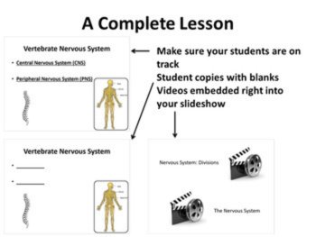 The Nervous System - 5E Lesson Bundle, image 3