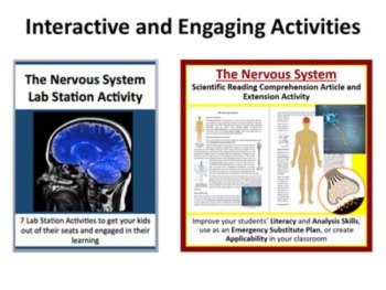 The Nervous System - 5E Lesson Bundle, image 4