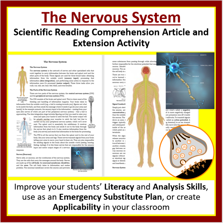 The Nervous System Reading Comprehension Passage and Questions - Grade 8 and Up