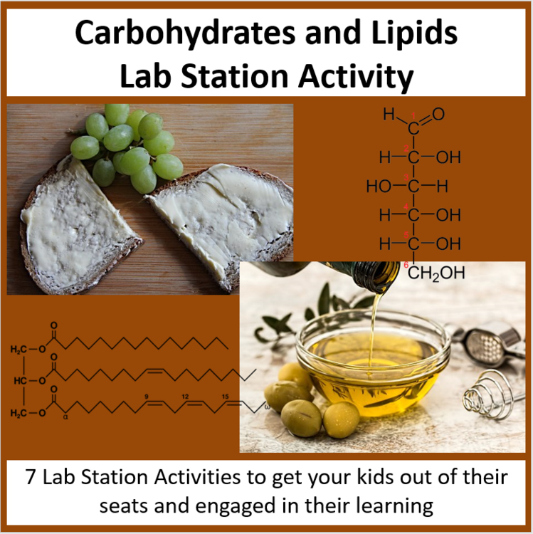 Carbohydrates and Lipids - Lab Station Activity | Macromolecules, Plant Waxes