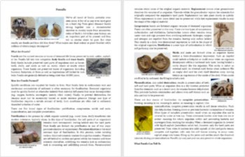 Fossils Reading Comprehension Passage and Questions - Grade 8 and Up, image 2