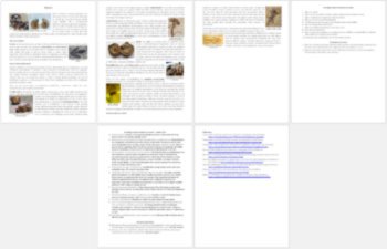 Fossils Reading Comprehension Passage and Questions - Grade 8 and Up, image 3