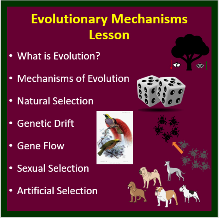 Evolutionary Mechanisms Lesson | Natural Selection, Genetic Drift, Gene Flow