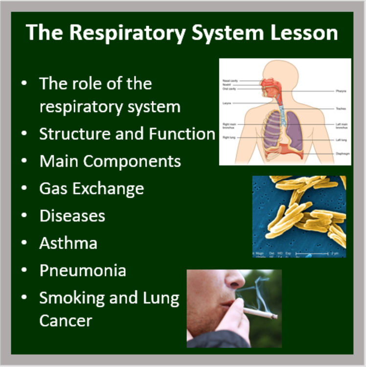 The Respiratory System - A Middle School Biology Lesson