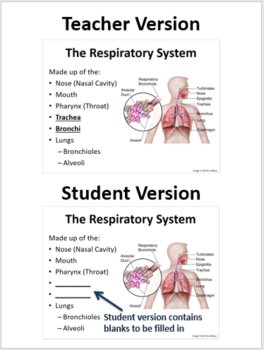 The Respiratory System - A Middle School Biology Lesson, image 2