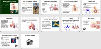 The Respiratory System - A Middle School Biology Lesson, image 4