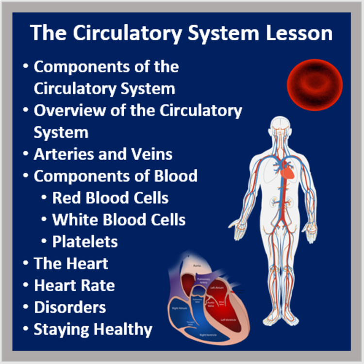 The Circulatory System Lesson | Lesson & Video Worksheet | 6th, 7th, 8th Grade