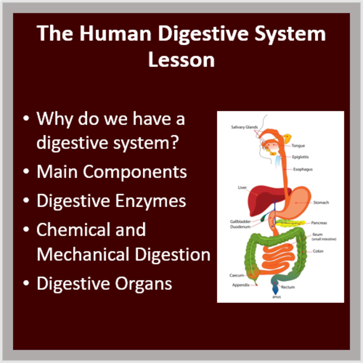 The Human Digestive System - A Middle School Digestion Lesson