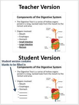 The Human Digestive System - A Middle School Digestion Lesson, image 2