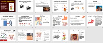 The Human Digestive System - A Middle School Digestion Lesson, image 4