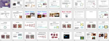 Cell Division - A Middle School Biology Lesson, image 4