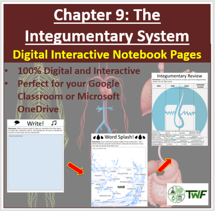 The Integumentary System - Digital Interactive Notebook Pages