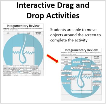 The Integumentary System - Digital Interactive Notebook Pages, image 2