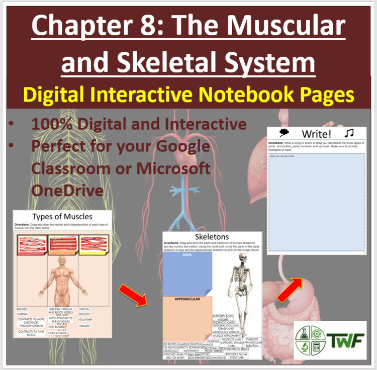 The Muscular and Skeletal System - Digital Interactive Notebook Pages