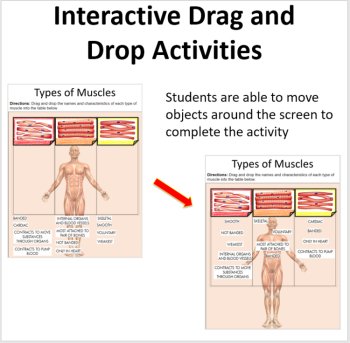 The Muscular and Skeletal System - Digital Interactive Notebook Pages, image 2
