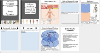 The Muscular and Skeletal System - Digital Interactive Notebook Pages, image 4