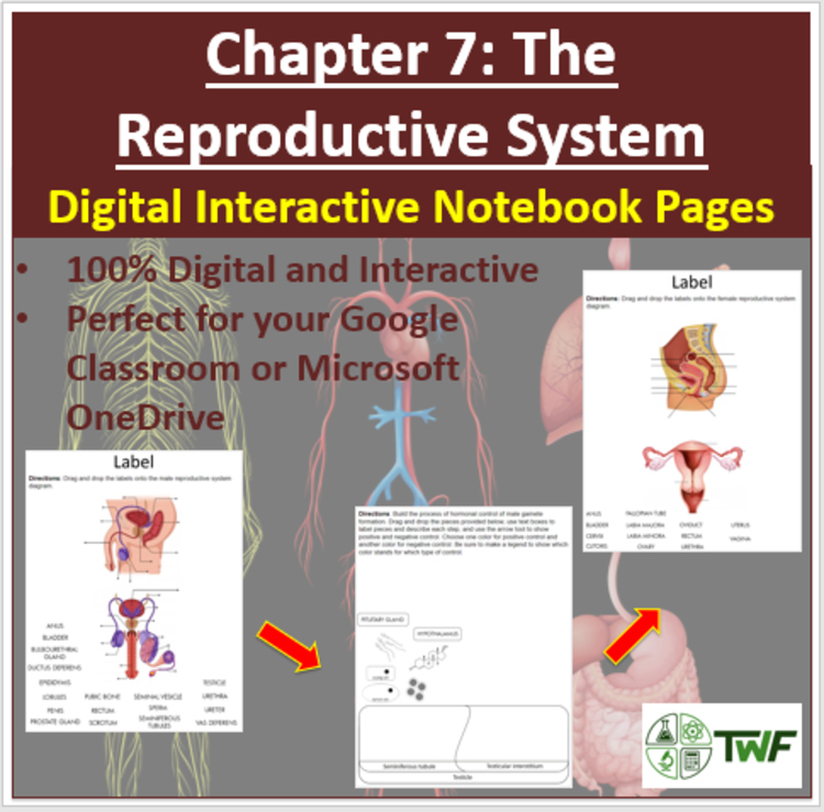 The Reproductive System - Digital Interactive Notebook Pages