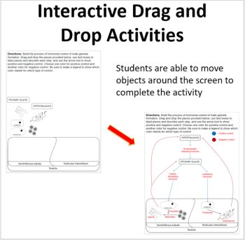 The Reproductive System - Digital Interactive Notebook Pages, image 2